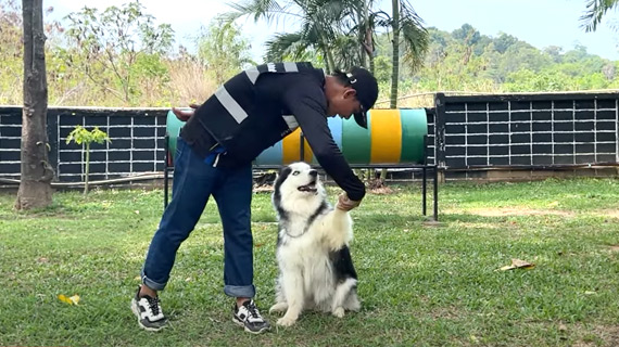 video-cover-basic-obedience-training-winter