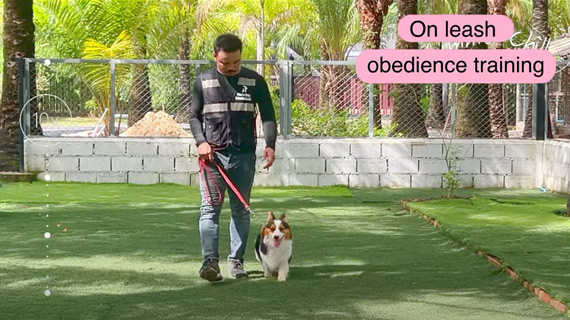 video-cover-on-leash-training-salmon